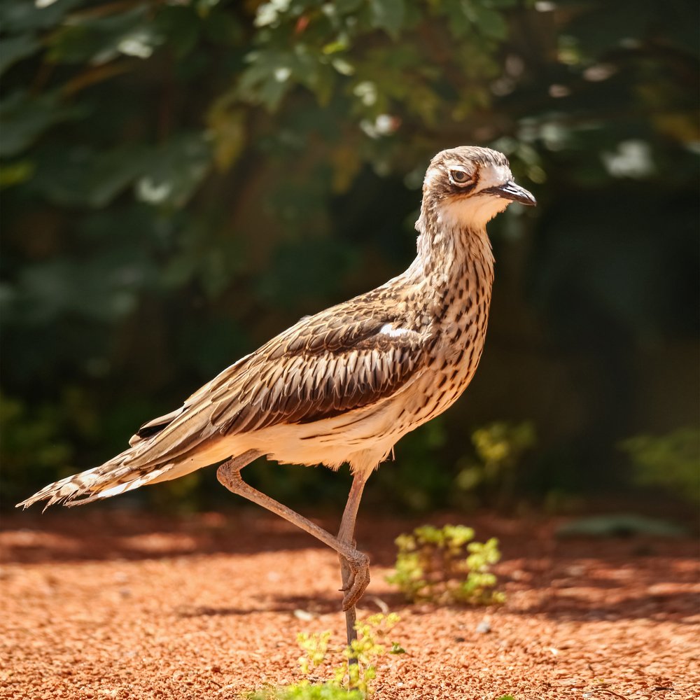 Photograph by Elena Gebert