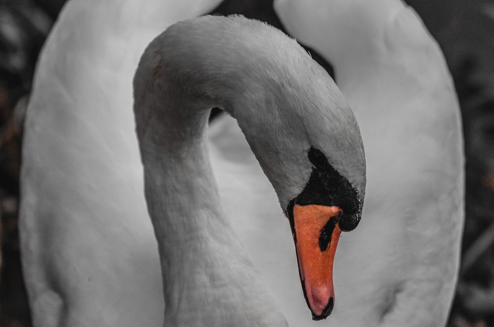 Photograph by Владимир Корчемкин