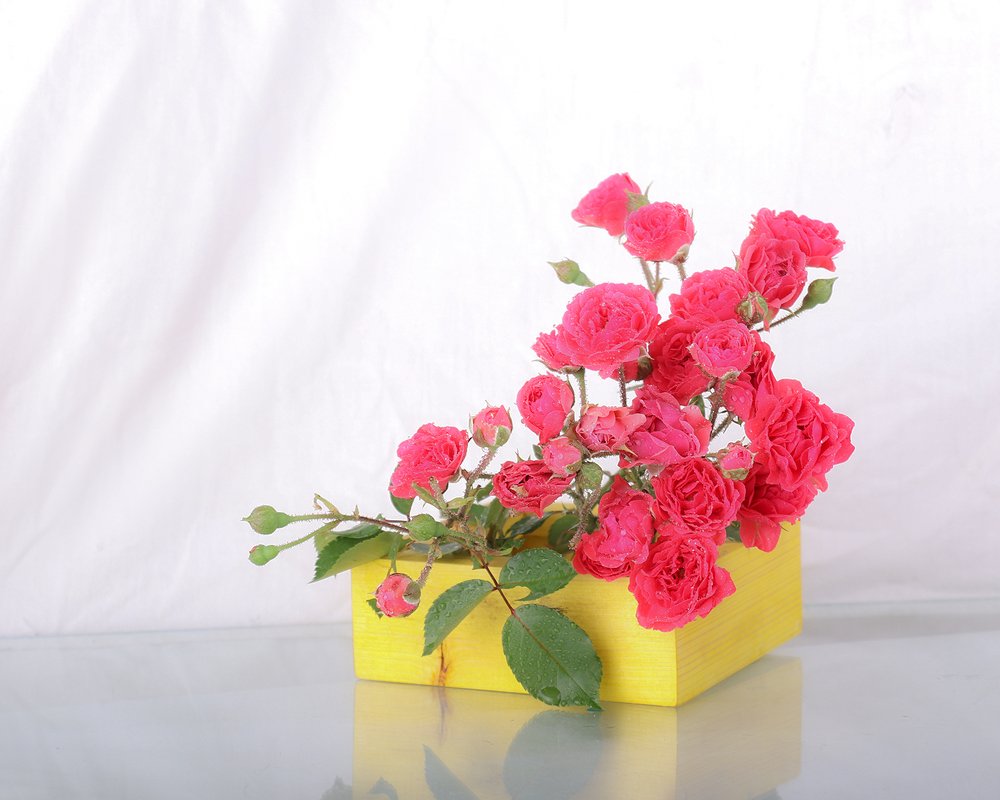 Фотография автора mehrdad Alizadeh