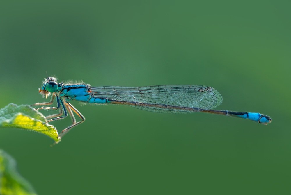 Фотография автора Dolli Pogrebnaya