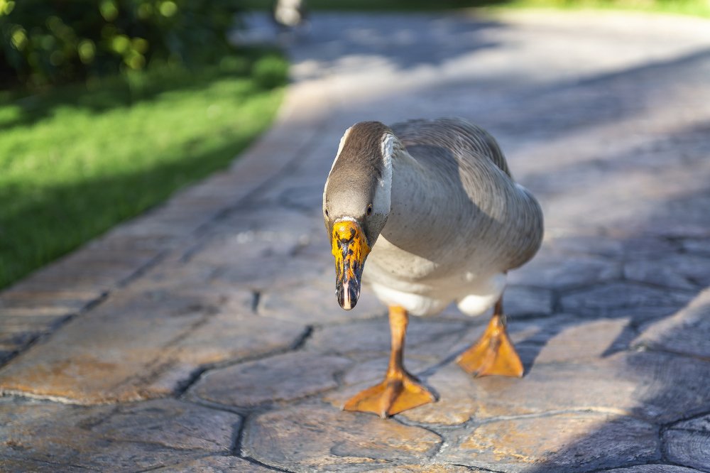 Photograph by Karen Khachaturyants