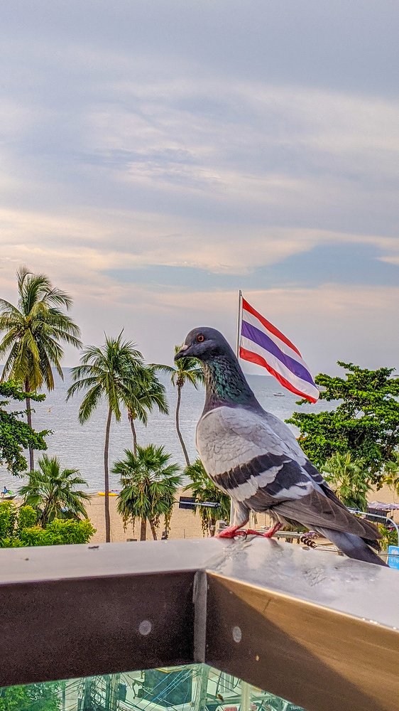 Голубь Мира в Таиланде