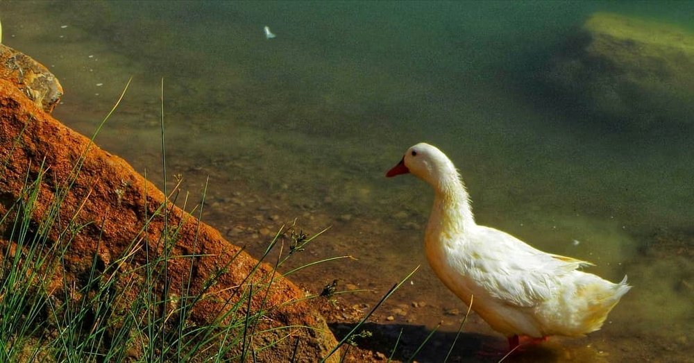 Photograph by Soleimani