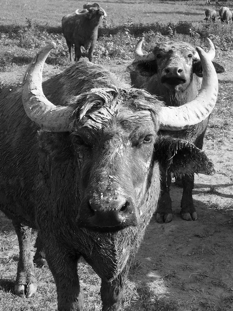 Фотография автора Denes Doma