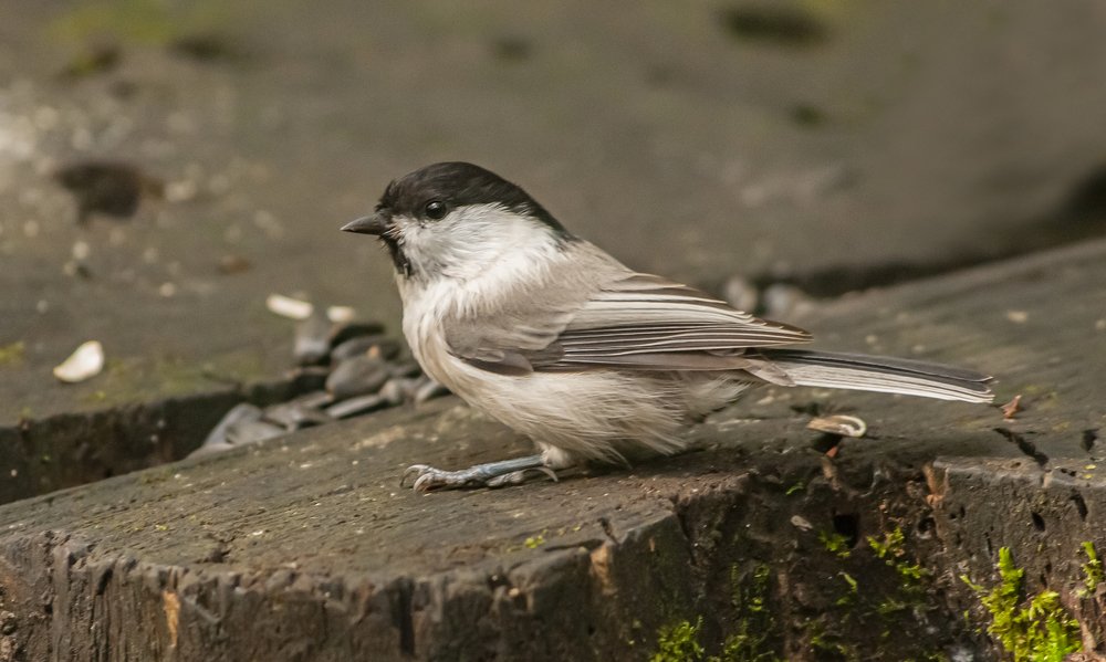 Photograph by Сергей Балухта