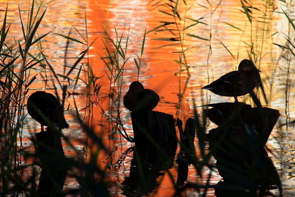 Утки на вечернем отдыхе