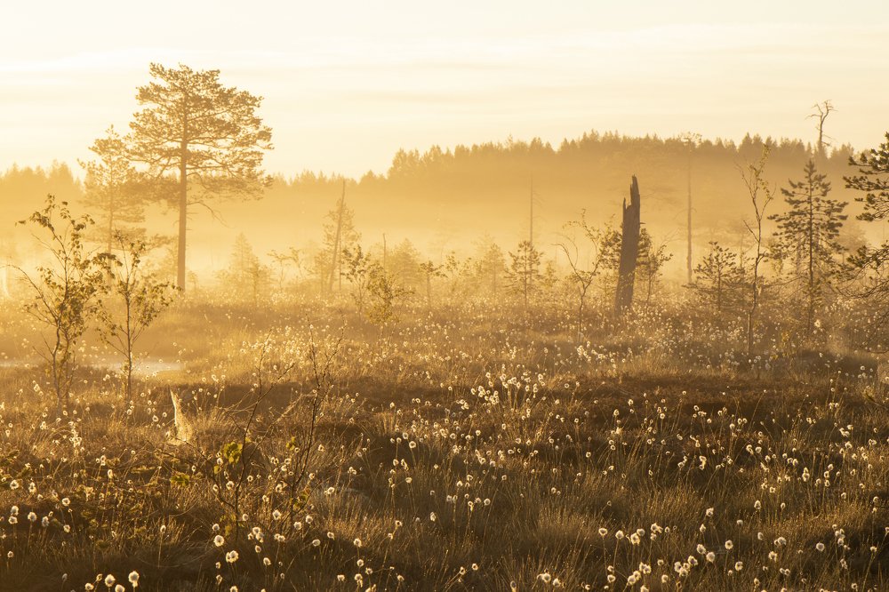 Photo #4999827