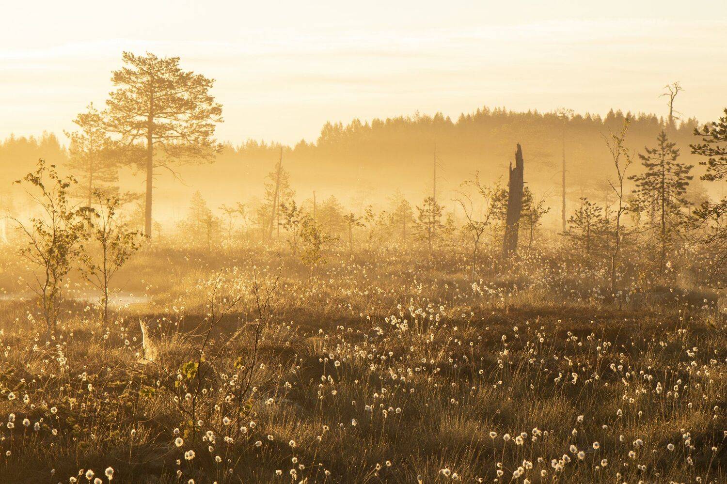 Photo #4999827