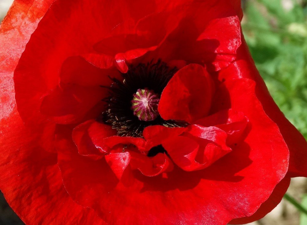 Photograph by Елена Стрельцова