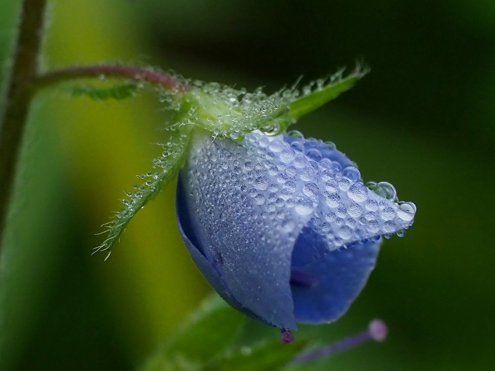 Нежно голубой