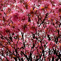 Bertha Renee Jerusewich - photographer