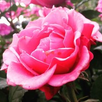 Алина Цилык - photographer