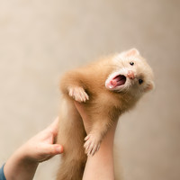 Татьяна Кочергина - photographer