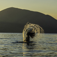 orjeta myzeqari - photographer