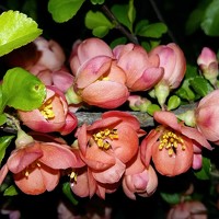 Gemelina Opriș - photographer