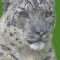 Клавдия Васильева - photographer