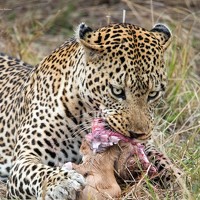 Renny Poulose - photographer