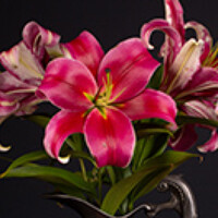 nolan - photographer