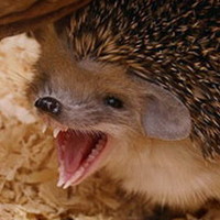 Алекс Ежов - photographer