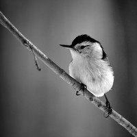 Mauro Horta - photographer