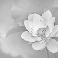 Lee Wu Tzung - photographer