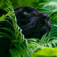 Анастасия Петрова - photographer