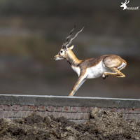 mayur shrimali - photographer