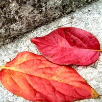 Maria Colasurdo - photographer