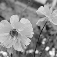 Лена Проскурина - photographer