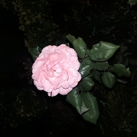 Sedef Onum - photographer