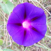 Dâmaris Ferrão - photographer