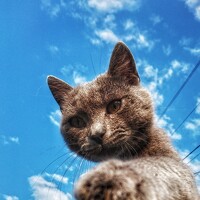 Светлана Голик - photographer