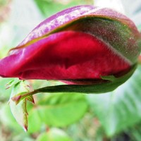 Maria Isabel Moreira - photographer