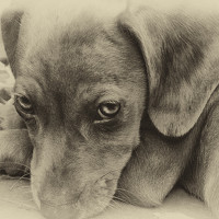 ALBA IRIS SOLIS - photographer