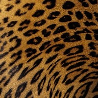 Kalyan Chakraborty - photographer