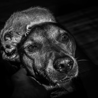 Jelena Potrebic - photographer