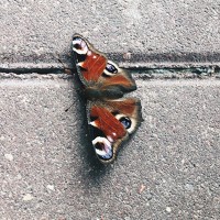 Daria Kaloshina - photographer