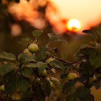 Ольга Чебунина - photographer
