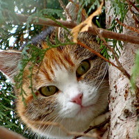 Алька Вереск - photographer