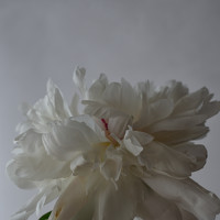 Ксения Шампорова - photographer