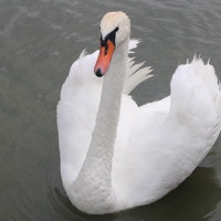 Юлия Чурина - photographer