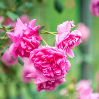 Екатерина Дьячкова - photographer