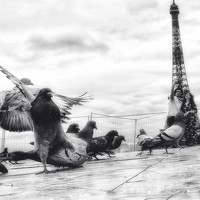 Dan Ciupureanu - photographer