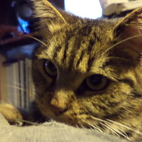 eszter bodnár - фотограф