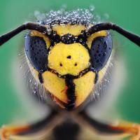 Soheil Shahbazi - photographer