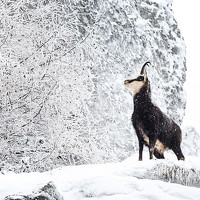 Tudor Ghioc - photographer