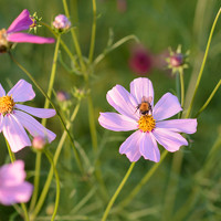 Наталья Костинова - photographer