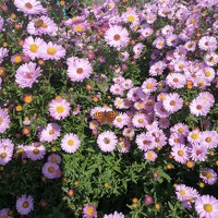 Ирина Т - photographer