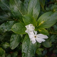 SUJITH VARGHESE - photographer