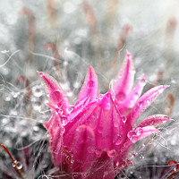 Svetlana Inyusheva - photographer